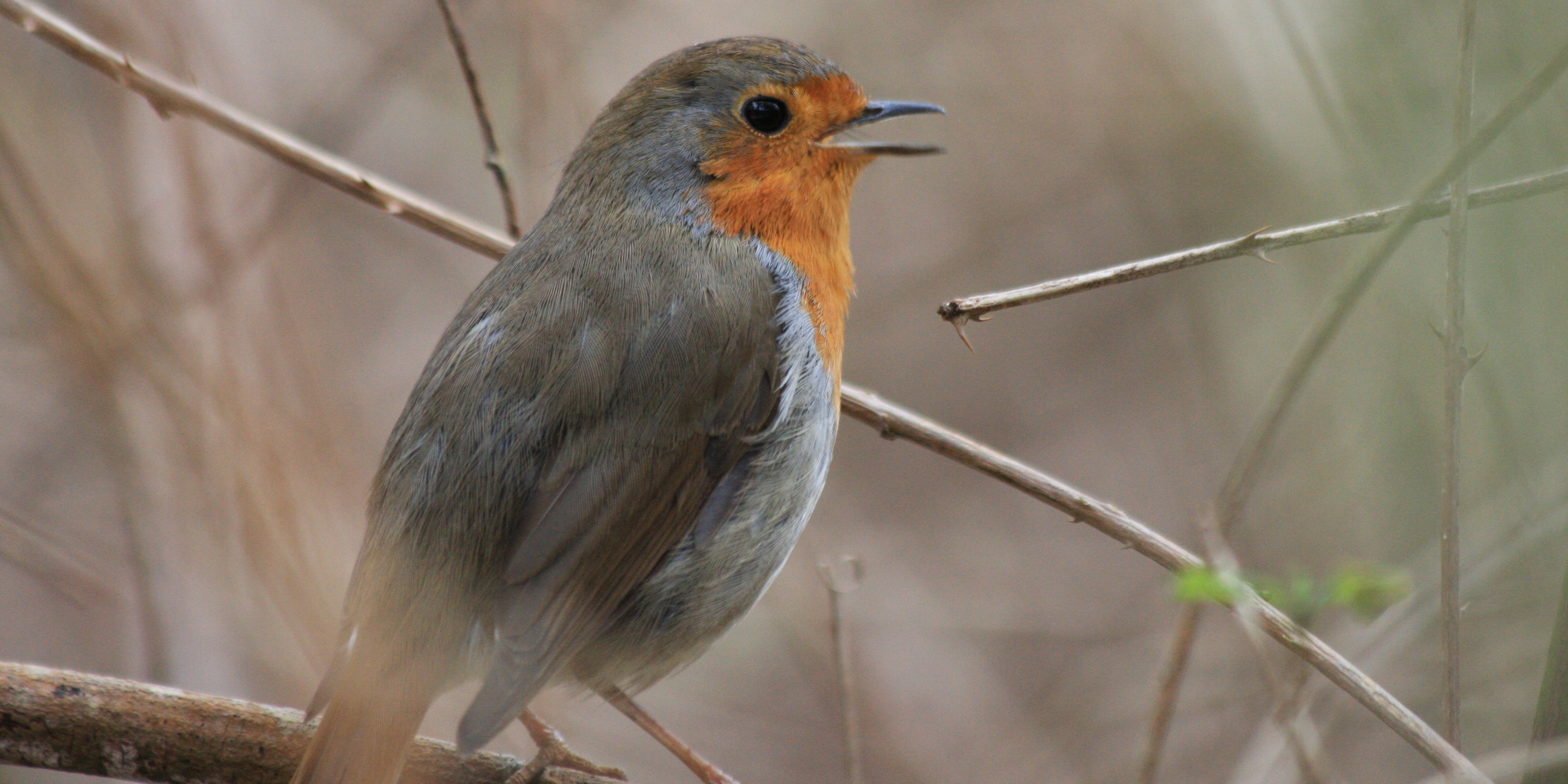Rougegorge familier